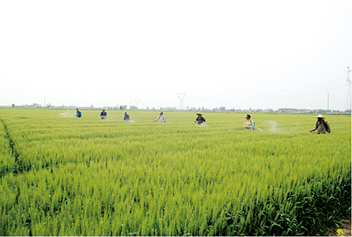 郭猛镇全力防治小麦赤霉病