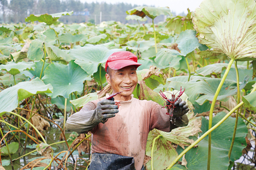 泥鳅黄鳝网箱养殖图片_黄鳝女_养殖黄鳝泥鳅收入多少