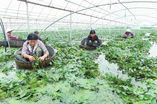 董大水生蔬菜设施生产基地改进蔬菜种植方式增加收益