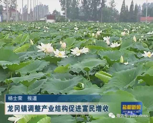 龙冈镇人口_盐城市龙冈镇老照片(3)