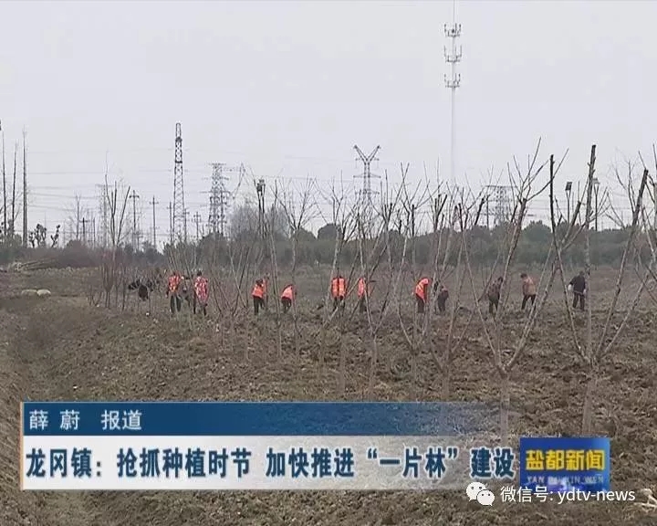 龙冈镇人口_盐城市龙冈镇老照片